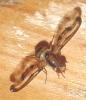 Toxoneura muliebris